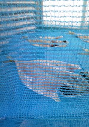 【お魚】塩分控えめ☆お手製でアジの干物☆-レシピのメイン写真