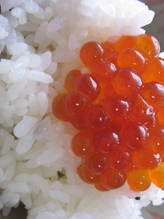 “生筋子”から“いくら”へ変身-レシピのメイン写真