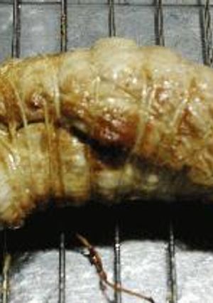 レンジで焼き豚-レシピのメイン写真