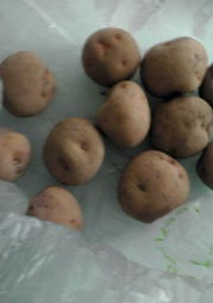 保存方法 じゃがいも-レシピのメイン写真
