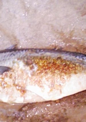 フライパンで鯖の塩焼き-レシピのメイン写真