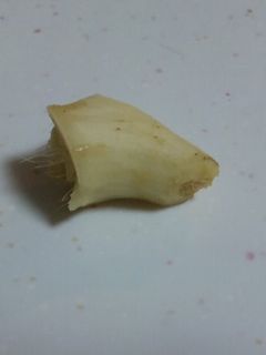 *無駄のない生姜のむき方*-レシピのメイン写真