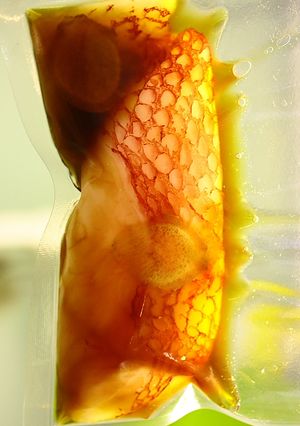 スービークックでキンキの煮付け-レシピのメイン写真