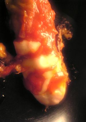鶏ささみのピザソースチーズ焼き-レシピのメイン写真
