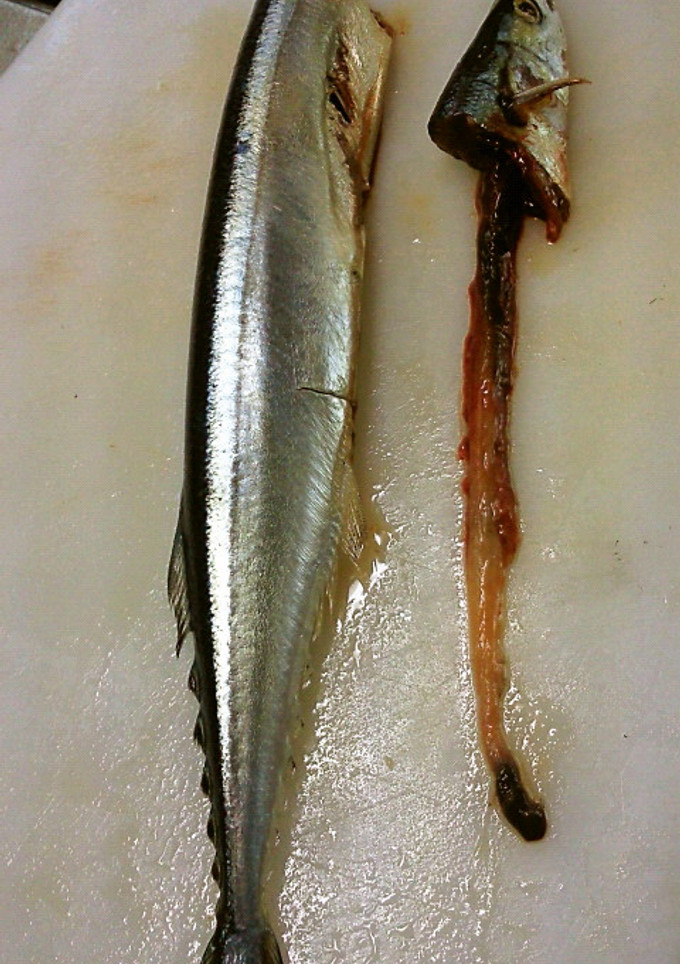 簡単！早い！きれい！秋刀魚の内臓のとり方-レシピのメイン写真