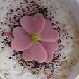 簡単キャラ弁✿さくら✿