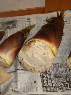 筍(タケノコ)の茹で方♪見るだけで簡単!-レシピのメイン写真