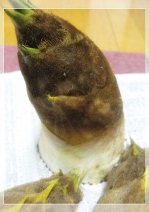 たけのこの保存☆下ゆで＆あくぬき-レシピのメイン写真