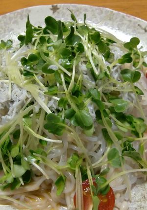 梅としらすの冷やししらたき麺♪さっぱり味-レシピのメイン写真