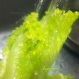 パリッと生き返る!元気に長持ち保存法!