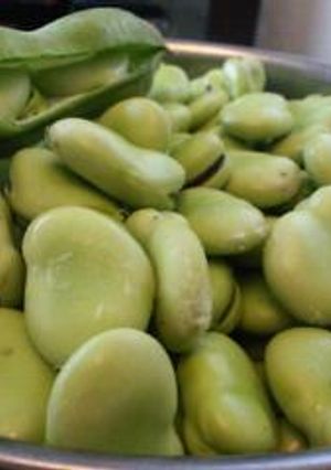 そら豆の保存方法-レシピのメイン写真