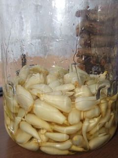 らっきょう漬け-レシピのメイン写真