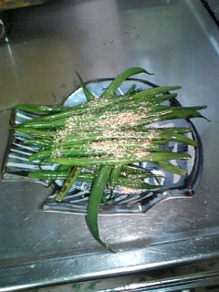 胡麻インゲン熱々でどうぞ-レシピのメイン写真