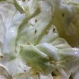 夏だ!ビールだ♪即出し☆おつまみキャベツ