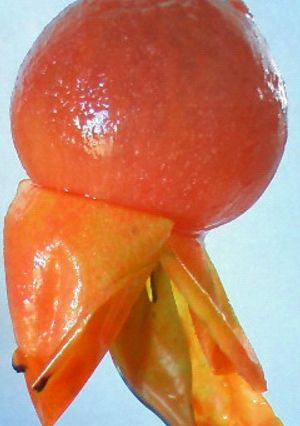 簡単！トマトの皮剥き-レシピのメイン写真