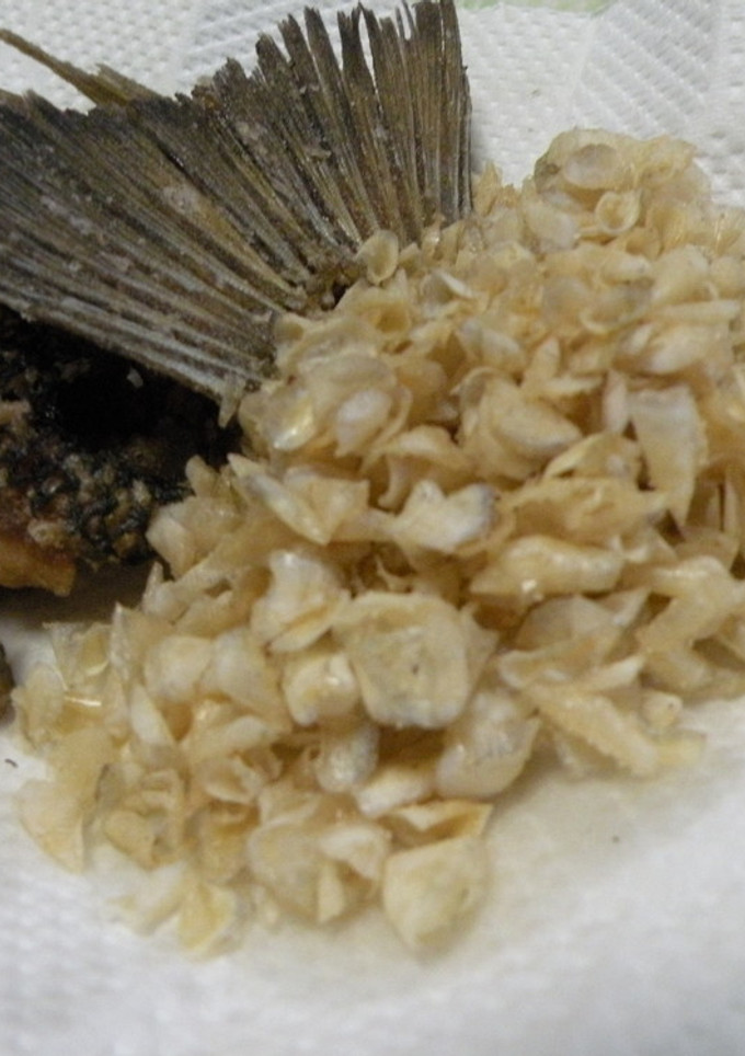 魚のうろこがおつまみに変身！【うろこの唐揚げ】-レシピのメイン写真