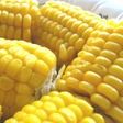 圧力鍋でおいしい簡単とうもろこし