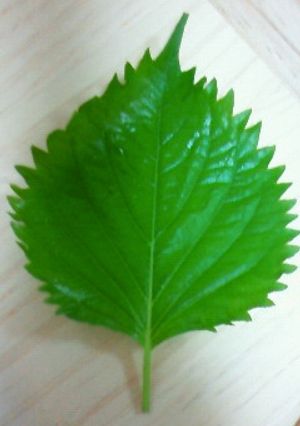 簡単★大葉の千切り術-レシピのメイン写真