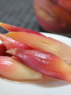 パパッと簡単♪みょうがの甘酢漬け -レシピのメイン写真