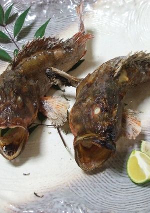 カサゴの塩焼き-レシピのメイン写真