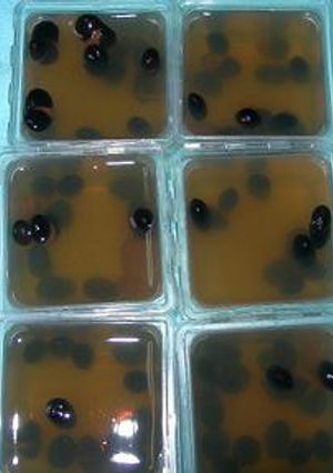 黒豆in黒豆茶で寒天♪美味しくダイエット-レシピのメイン写真