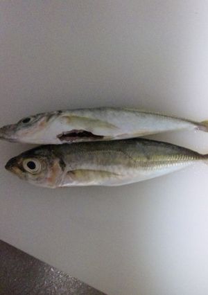 簡単!豆あじの下処理-レシピのメイン写真