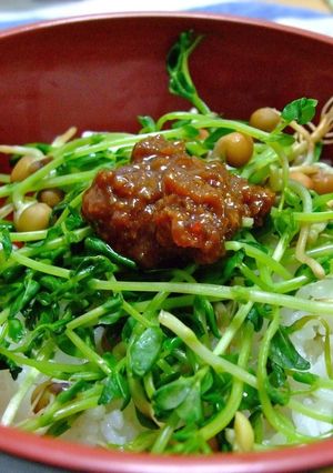 栄養たっぷり豆苗と肉味噌風のどんぶり-レシピのメイン写真