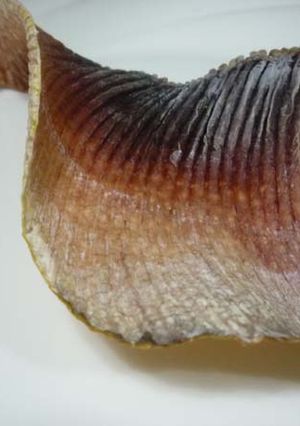 釣り人が作るエイヒレ-レシピのメイン写真