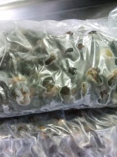 シジミの保存法☆(味噌汁用)-レシピのメイン写真