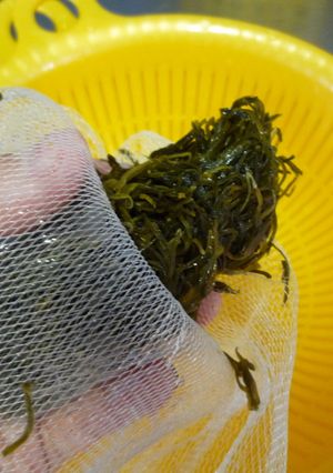 野菜☆手揉み♪水切り♪水絞り♪-レシピのメイン写真