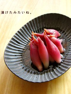 大人の味。茗荷(みょうが)の甘酢漬け-レシピのメイン写真
