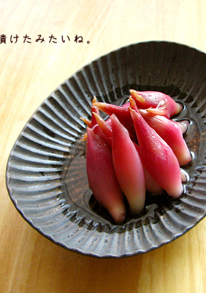 大人の味。茗荷（みょうが）の甘酢漬け-レシピのメイン写真