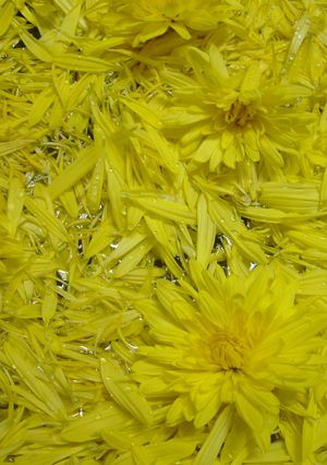 食用菊の保存-レシピのメイン写真
