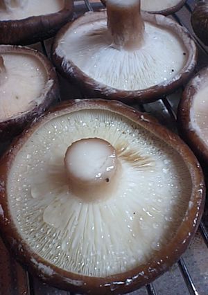 椎茸塩焼き-レシピのメイン写真