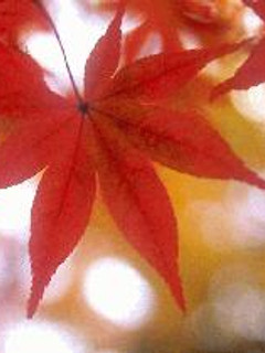 白菜と卵の蟹あんかけ-レシピのメイン写真