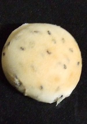 ごまごまぱん☻-レシピのメイン写真