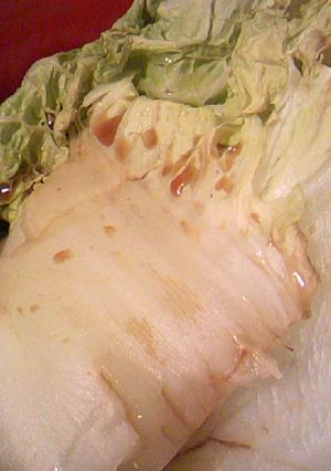 簡単：白菜の白だしポン酢和え-レシピのメイン写真