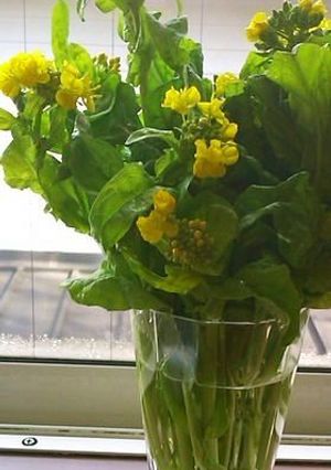 菜の花の保存★一石二鳥-レシピのメイン写真