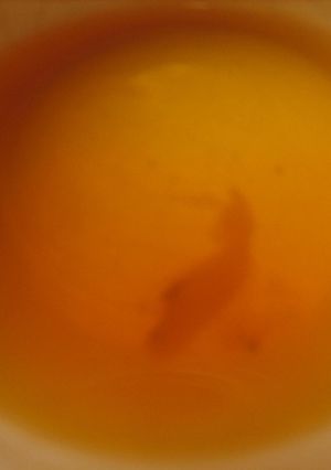 掃除手間省き。甘露煮後のhot tea-レシピのメイン写真