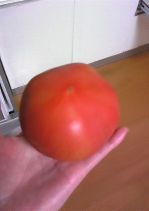 トマトの皮むき☆簡単ツルリンパ-レシピのメイン写真
