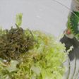 白菜の芯・・ぱりぱりサラダ