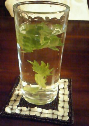 清涼感ある焼酎　しそ焼酎♪-レシピのメイン写真