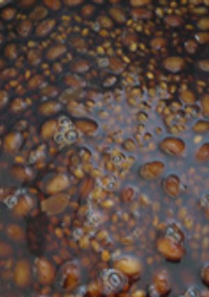 Home-Made もろみ味噌2011-レシピのメイン写真