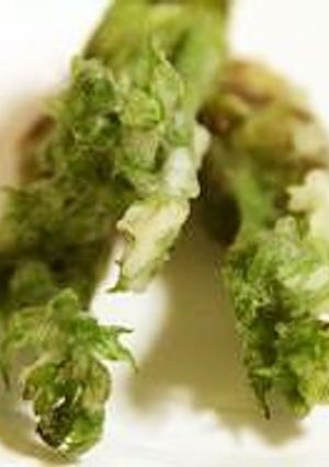 ◎たらの芽の米粉揚げ◎-レシピのメイン写真