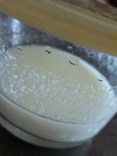 ヨーグルト酵母-レシピのメイン写真