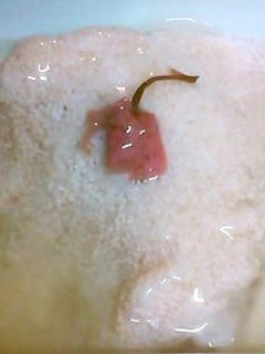 白身魚の桜蒸し★春の香り-レシピのメイン写真