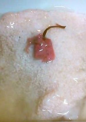 白身魚の桜蒸し★春の香り-レシピのメイン写真
