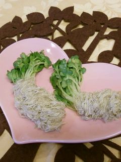貝割れのおひたし-レシピのメイン写真