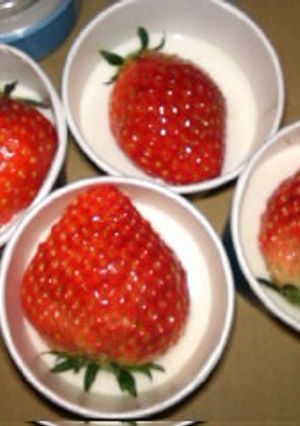 ヨーグルトパンナコッタ-レシピのメイン写真