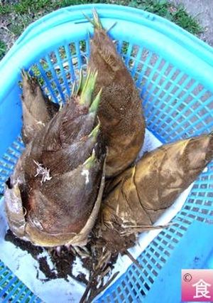 田舎式！たけのこの茹で方-レシピのメイン写真